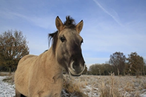 Mare Prints: Konik Horse, mare, close-up of head