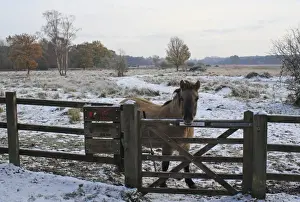 Mare Prints: Konik Horse, mare, standing in snow at gate of reserve entrance