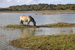 Konik Prints: Konik Ponies are used as part of the reserves management program at RSPB Minsmere they help keep vegetation under