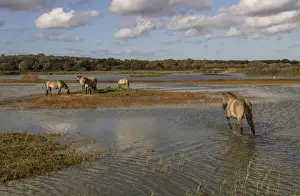 Konik Ponies are used as part of the reserves management program at RSPB Minsmere they help keep vegetation under
