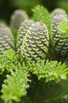 Cone Prints: Korean Fir (Abies koreana) close-up of cone