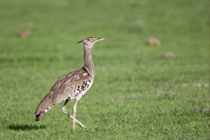 Kori Bustard (Ardeotis kori) adul male, walking on grass, Okavango Delta, Botswana