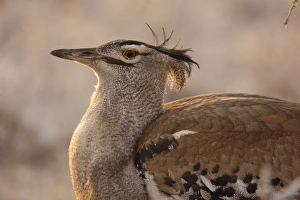 Bill Prints: Kori Bustard (Ardeotis kori) adult