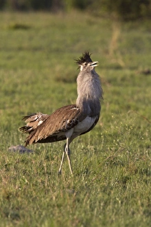 Botswana Prints: Kori Bustard displaying male near Savuti Lodge, Botswana