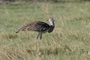 Botswana Prints: Kori Bustard near Savuti Lodge, Botswana