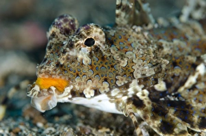 Lembeh Prints: Kuiters Dragonet (Dactylopus kuiteri) adult