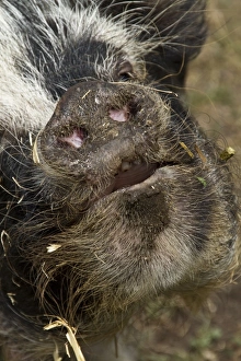 Kune kune pig boar nose