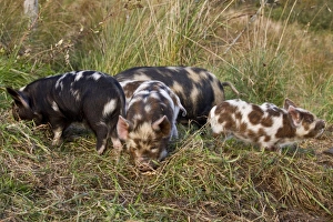 Kune Kune pigs vary from 24 to 30 high and weigh between 140-220 lbs