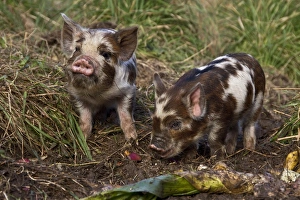Kune Kune pigs vary from 24 to 30 high and weigh between 140-220 lbs
