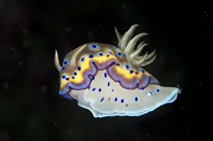 Kunes Chromodoris Seaslug (Chromodoris kunei) adult, swimming in water column, Lembeh Straits, Sulawesi, Sunda Islands