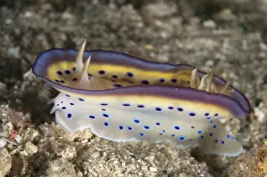 Kunes Chromodoris Seaslug (Chromodoris kunei) adult, mantle flapping behaviour, Lembeh Straits, Sulawesi