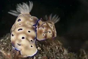 Kunes Chromodoris Seaslug (Chromodoris kunei) adult pair, Lembeh Straits, Sulawesi, Sunda Islands, Indonesia