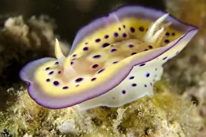 Komodo Prints: Kunes Chromodoris Seaslug (Goniobranchus kuniei) adult