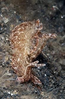 Muck Prints: Kurodas Sea-hare (Aplysia kurodai) adult