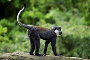 L Hoests Monkey (Cercopithecus lhoesti) adult, standing on branch (captive)