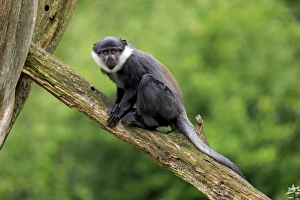 Primates Prints: L Hoests Monkey (Cercopithecus lhoesti) young, sitting on branch (captive)
