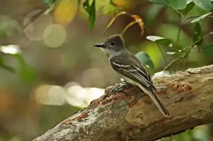 Tyrant Flycatcher Prints: La Sagras Flycatcher (Myiarchus sagrae sagrae) adult