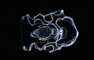 labidoplax digitata, auricularia larva, vential view x12 plymouth 1966