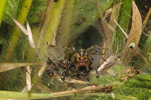 Caught Prints: Labyrinth Spider (Agelena labyrinthica) adult