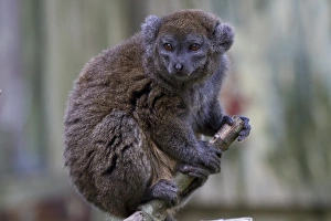 Madagascar Prints: Lac Alaotran Gentle Lemur also called Bandro