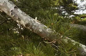 Needle Prints: Lacebark Pine (Pinus bungeana) close-up of bark and needles, China
