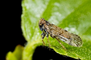 Hopper Prints: Lacehopper (Tachycixius pilosus) adult, resting on birch leaf, Powys, Wales, May
