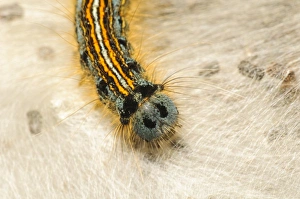 Pembrokeshire Prints: Lackey Moth (Malacosoma neustria) caterpillar
