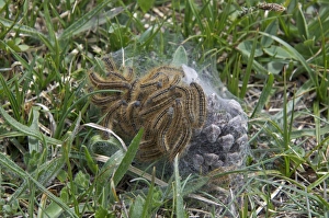 Vercors Prints: Lackey Moth (Malacosoma neustria) caterpillars