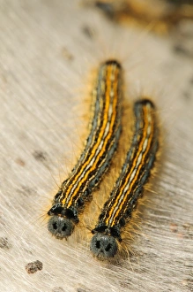 Lackey Moth (Malacosoma neustria) two caterpillars, on silken tent, St. Davids Head, Pembrokeshire, Wales, May