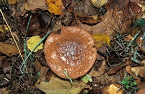 Mushroomsfungi Prints: Lactarius Rufus