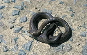 Southern Prints: ladder snake (Rhinechis scalaris) is a species of snake in the Colubridae family