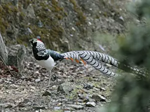 Lady Amherst's Pheasant (Chrysolophus amherstiae) adult male, in breeding plumage, Yunnan, China, may