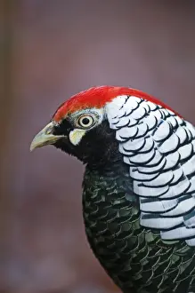 Cock Prints: Lady Amherst's Pheasant (Chrysolophus amherstiae) introduced species
