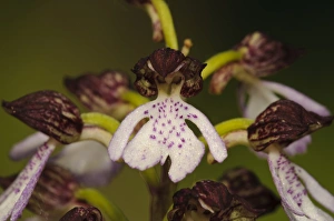 Downlands Prints: Lady Orchid (Orchis purpurea) close-up of flower