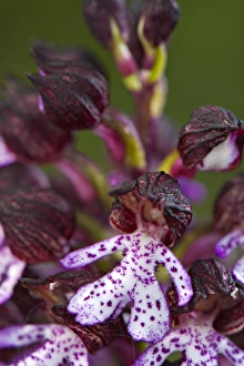 Lady Orchid (Orchis purpurea) close-up of flowers, Italy, april