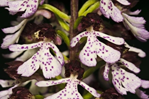 Lady Orchid (Orchis purpurea) close-up of flowers, Denge Wood, North Downs, Kent, England, May