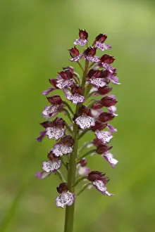 Lady Orchid (Orchis purpurea) close-up of flowerspike, Causse de Gramat, Massif Central, Lot, France, may