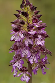 Lady Orchid (Orchis purpurea) close-up of flowerspike, after rainfall, Italy, april