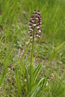 Massif Central Prints: Lady Orchid (Orchis purpurea) flowering