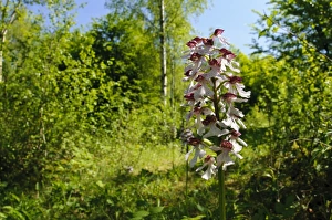 Downlands Prints: Lady Orchid (Orchis purpurea) flowerspike