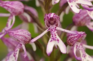 Oxfordshire Prints: Lady Orchid Orchis purpurea x Monkey Orchid (Orchis simia) hybrid