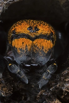 Emerge Prints: Ladybird Spider (Eresus sp. ) adult female, emerging from retreat, Tuscany, Italy