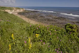 County Prints: Ladys Bedstraw (Galium verum) and Bloody Cranesbill (Geranium sanguineum) flowering