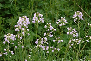Lady's Smock (Cardamine pratensis) flowering, West Sussex, England, april