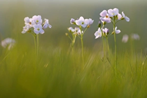 Ladys Smock (Cardamine pratensis) flowering, growing in meadow on organic farm, in evening light, Powys, Wales, May