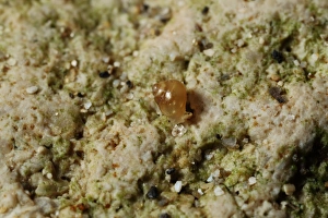 Mollusc Prints: Lagoon Snail (Paludinella littorina) adult