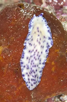 West Papua Prints: Laing Island Flatworm (Pseudoceros laingensis) adult