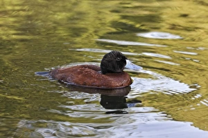 Drakes Prints: Lake Duck (Oxyura vittata) adult male, swimming (captive)