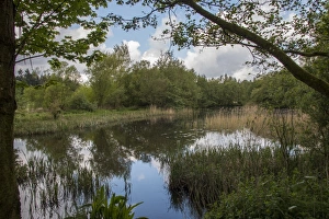 Pond Prints: Lake at Lynford Arboretum, Norfolk