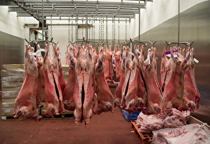 Lamb carcases hanging in abattoir, Yorkshire, England, February